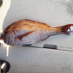 釣り船くわだ 釣果
