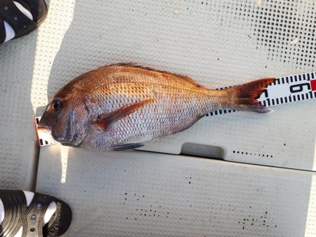 釣り船くわだ 釣果