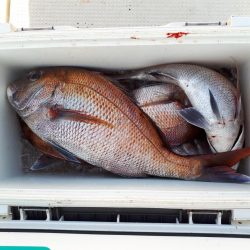 釣り船くわだ 釣果