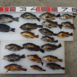 のとじま臨海公園海づりセンター 釣果