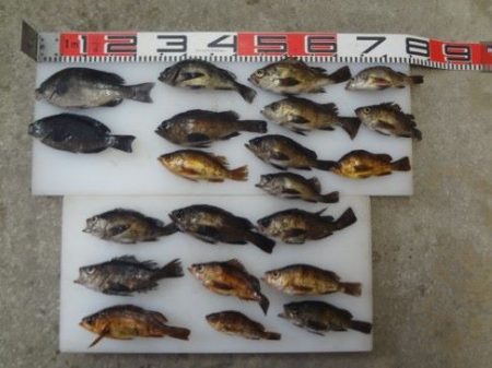 のとじま臨海公園海づりセンター 釣果