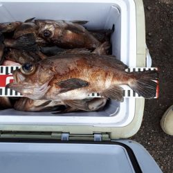 釣り船くわだ 釣果