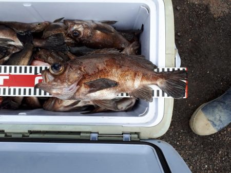 釣り船くわだ 釣果