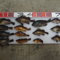 のとじま臨海公園海づりセンター 釣果