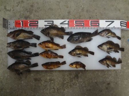 のとじま臨海公園海づりセンター 釣果