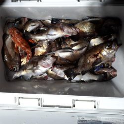 釣り船くわだ 釣果