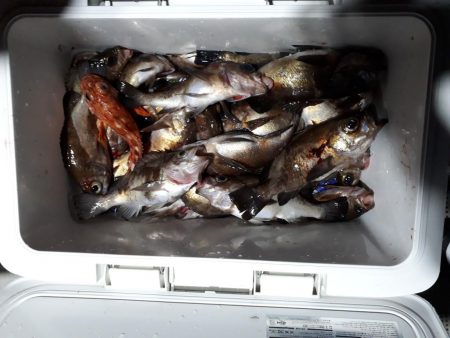 釣り船くわだ 釣果