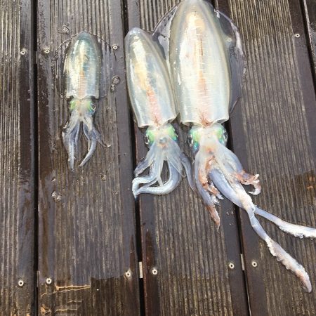 フィッシングボートACE(エース) 釣果