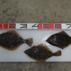 のとじま臨海公園海づりセンター 釣果