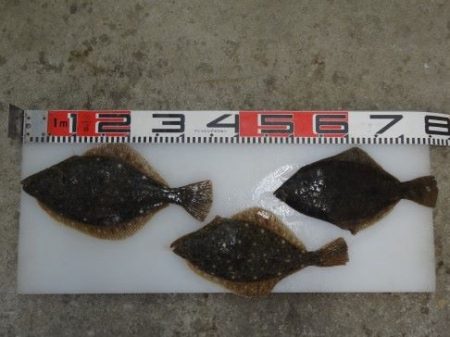 のとじま臨海公園海づりセンター 釣果