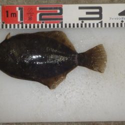 のとじま臨海公園海づりセンター 釣果