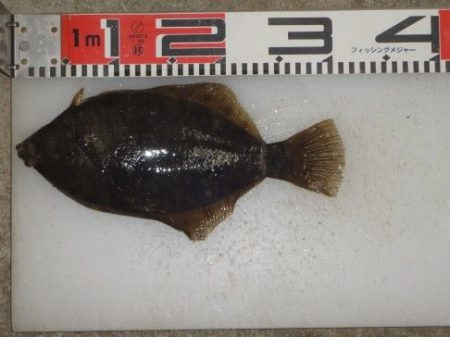 のとじま臨海公園海づりセンター 釣果