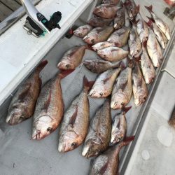 寿裕 （YOSHIHIRO） 釣果