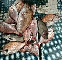 フィッシングガイド りょう 釣果