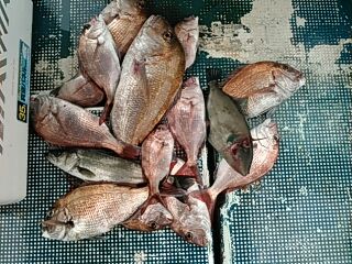 フィッシングガイド りょう 釣果