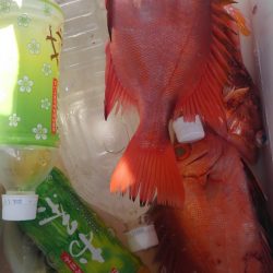 遊漁船 新鋭丸 釣果