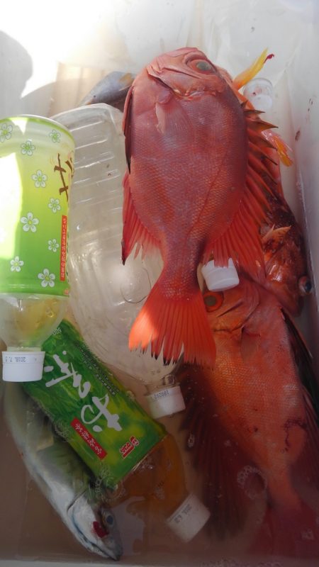 遊漁船 新鋭丸 釣果