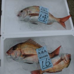 大進丸(新潟) 釣果