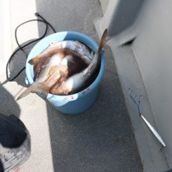 へいみつ丸 釣果