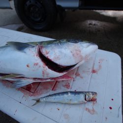 オーシャンズ　京都 釣果