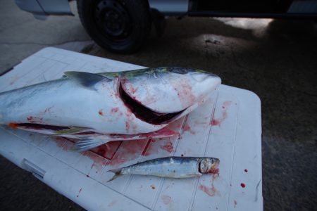 オーシャンズ　京都 釣果