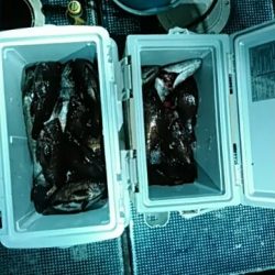 フィッシングガイド りょう 釣果