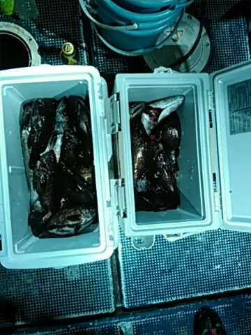 フィッシングガイド りょう 釣果