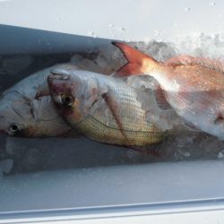 大進丸（新潟） 釣果