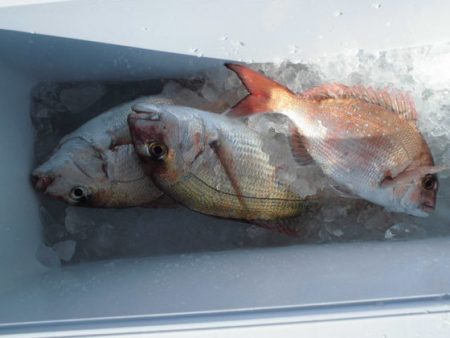 大進丸（新潟） 釣果