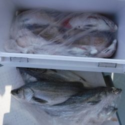 遊漁船 幸友丸 釣果