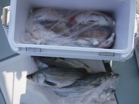 遊漁船 幸友丸 釣果