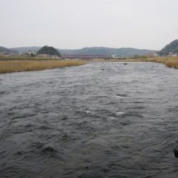 狩野川（狩野川漁業協同組合） 釣果