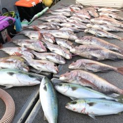 幸風（さちかぜ） 釣果