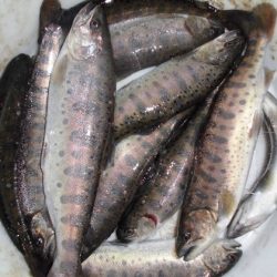 高萩ふれあいの里フィッシングエリア 釣果