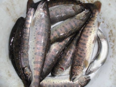 高萩ふれあいの里フィッシングエリア 釣果