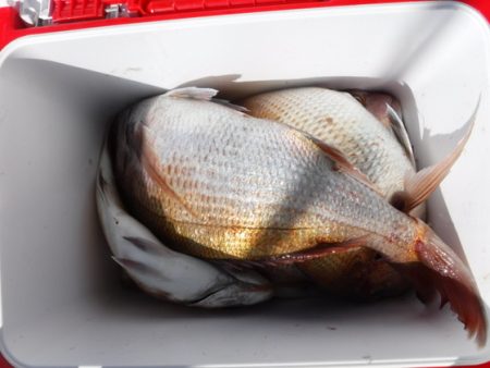 遊漁船 幸友丸 釣果