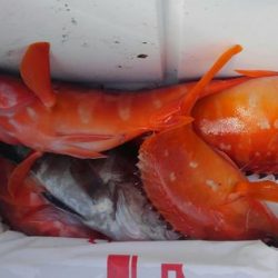 遊漁船 新鋭丸 釣果