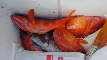 遊漁船 新鋭丸 釣果