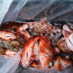 遊漁船 幸友丸 釣果