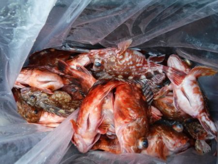 遊漁船 幸友丸 釣果