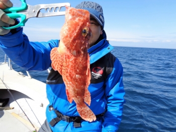 鯛紅丸 釣果