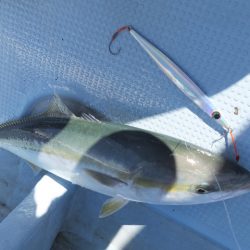 Hit Rush(ヒット ラッシュ） 釣果