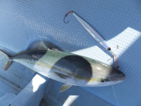 Hit Rush(ヒット ラッシュ） 釣果