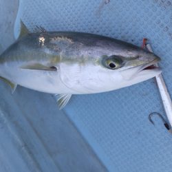 Hit Rush(ヒット ラッシュ） 釣果