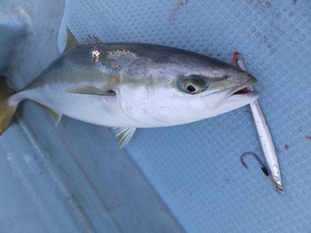 Hit Rush(ヒット ラッシュ） 釣果