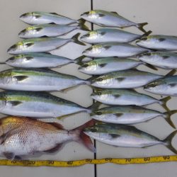 Hit Rush(ヒット ラッシュ） 釣果