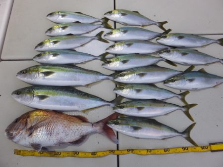 Hit Rush(ヒット ラッシュ） 釣果…