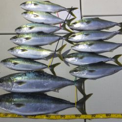 Hit Rush(ヒット ラッシュ） 釣果