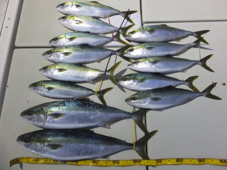 Hit Rush(ヒット ラッシュ） 釣果…