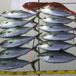 Hit Rush(ヒット ラッシュ） 釣果